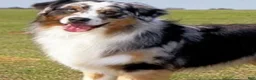 Australian Shepherd dogs for sale: Chaos - Ad 3