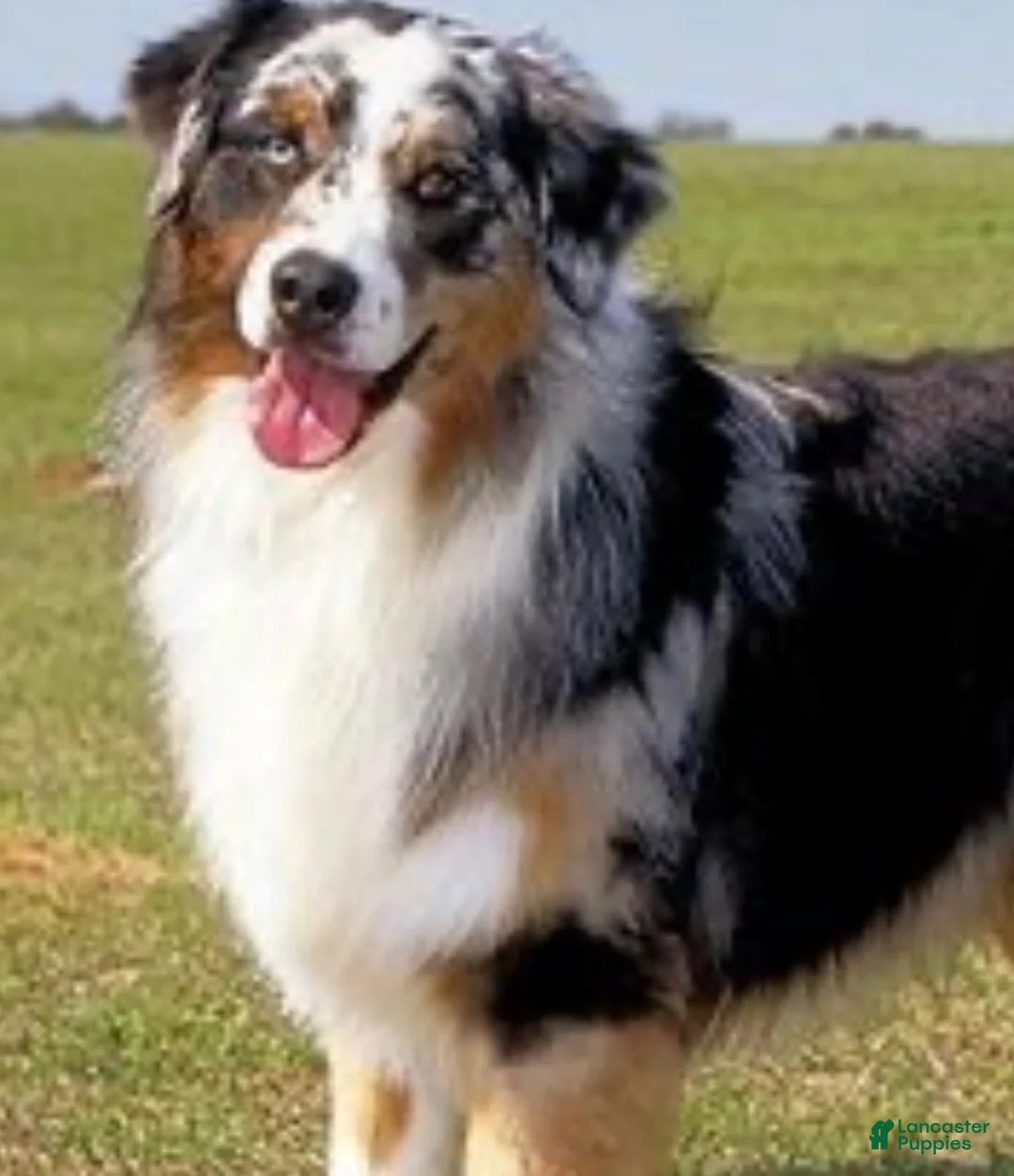 Australian Shepherd dogs for sale: Chaos - Ad 3
