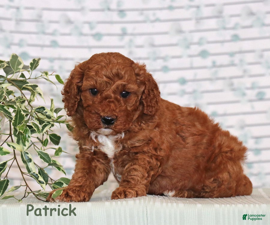 Miniature Poodle dogs Patrick - Ad 16