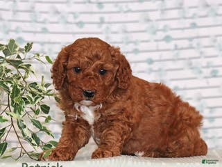 Miniature Poodle dogs Patrick - Ad 42