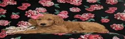 Goldendoodle dogs for sale: Vanessa - Ad 4