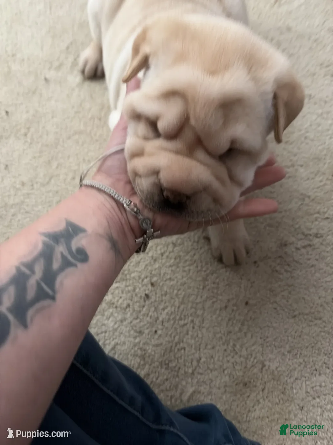 Shar Pei dogs for sale: Shar Pei Puppy 6 - Ad 4