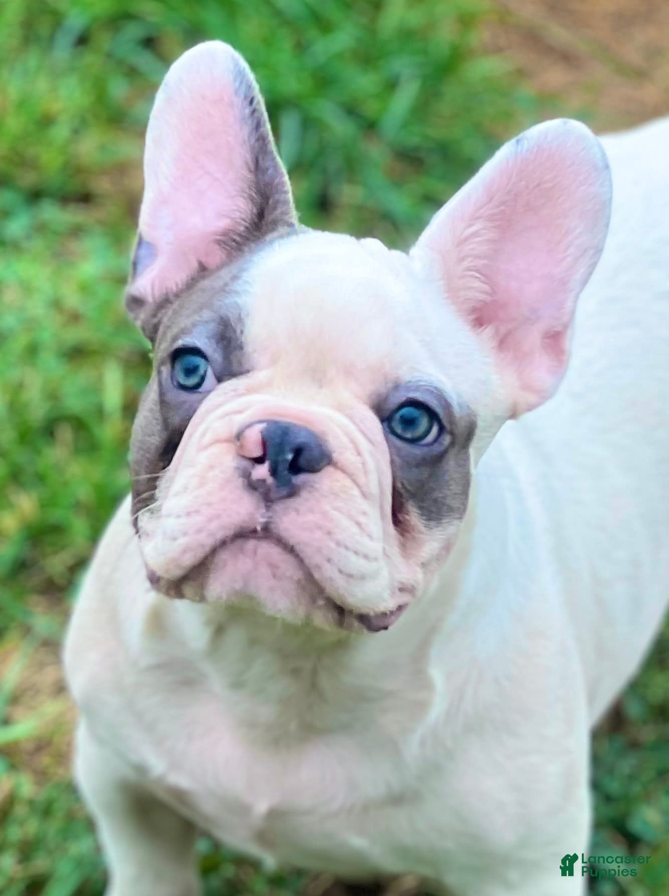 Lilac Fawn French Blue Cream French Bulldog For Sale French
