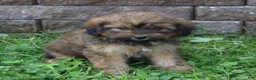 Mini Goldendoodle dogs for sale: Charlene - Ad 3