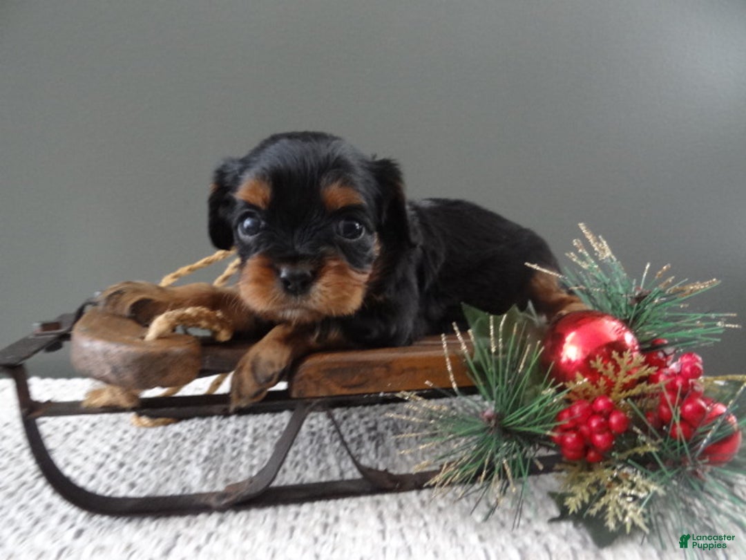 Cavalier King Charles Spaniel dogs for sale: Rosa - Ad 5