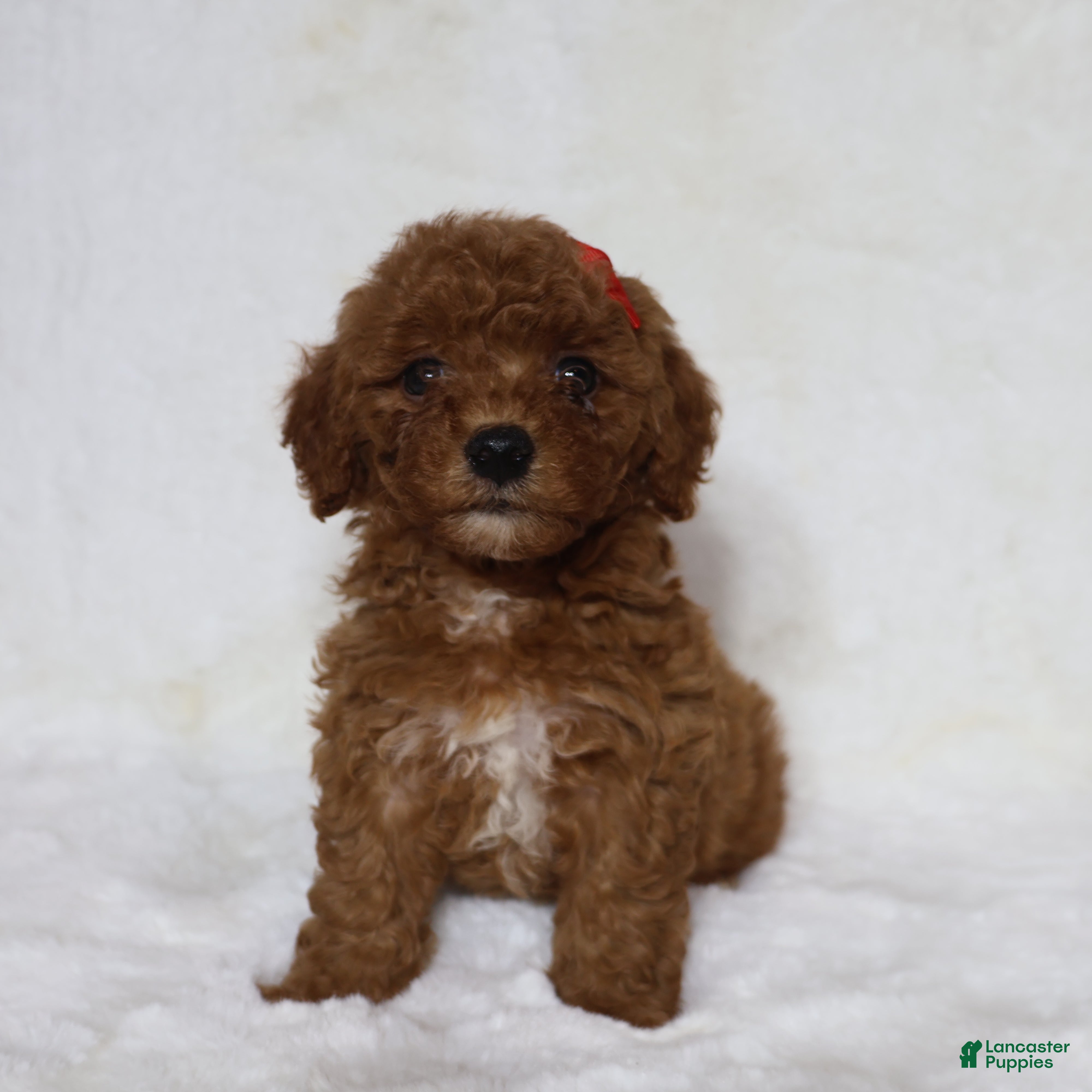Mini Goldendoodle dogs Roxy - Ad 1