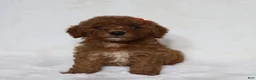 Mini Goldendoodle dogs for sale: Roxy - Ad 1