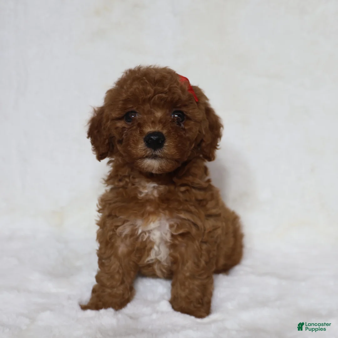 Mini Goldendoodle dogs for sale: Roxy - Ad 1