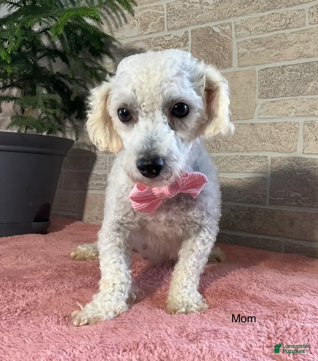 Mixed Breed dogs for sale: Ashley - Ad 8