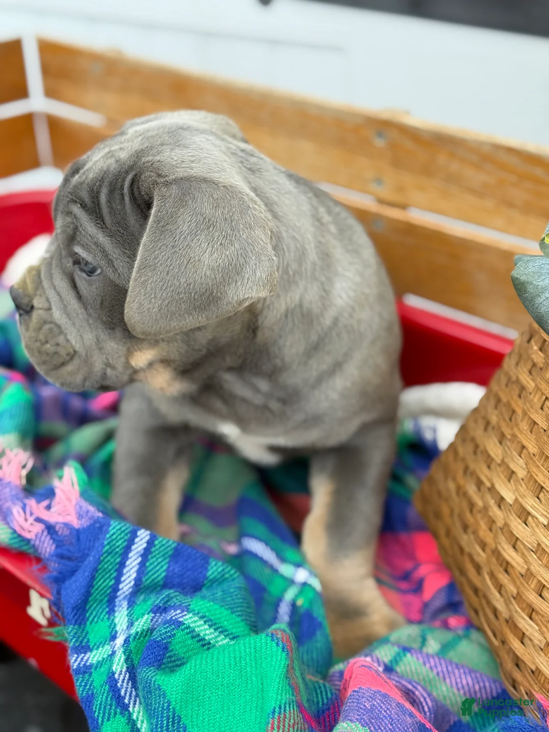 Cane Corso dogs for sale: Arlo - Ad 7