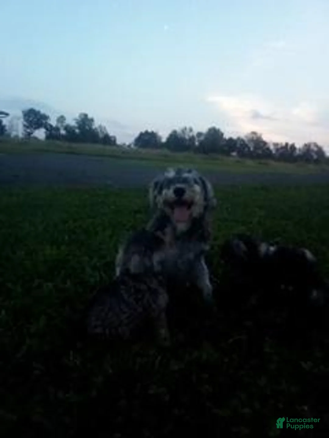 Miniature Schnauzer dogs for sale: Abilene - Ad 6