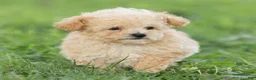 Maltipoo dogs for sale: Teddy Maltipoo  - Ad 4