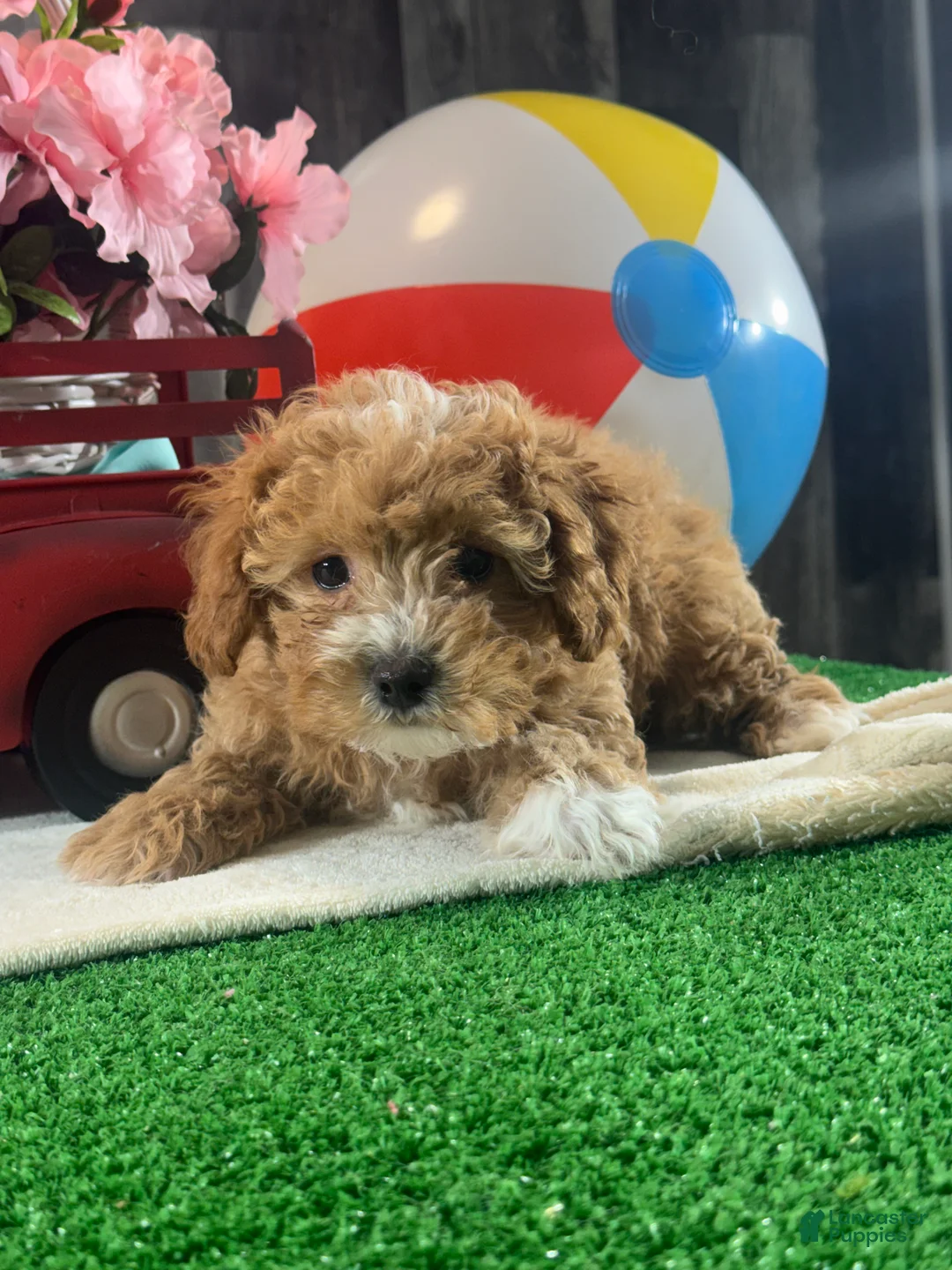 Toy Poodle dogs for sale: Nigel - Ad 7