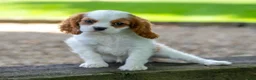Cavalier King Charles Spaniel dogs for sale: Becca - Ad 3