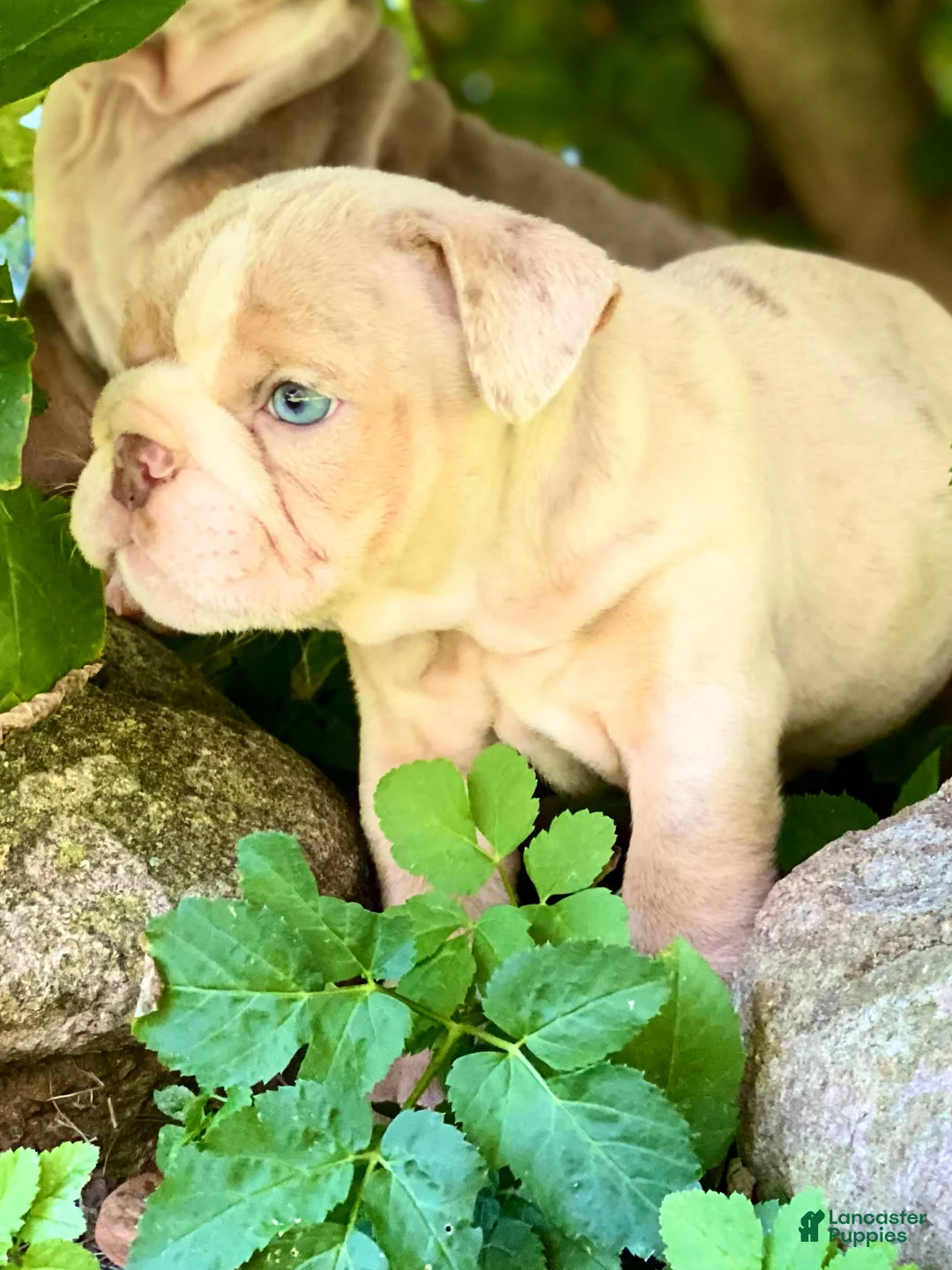 English Bulldog dogs for sale: Ricky - Ad 2