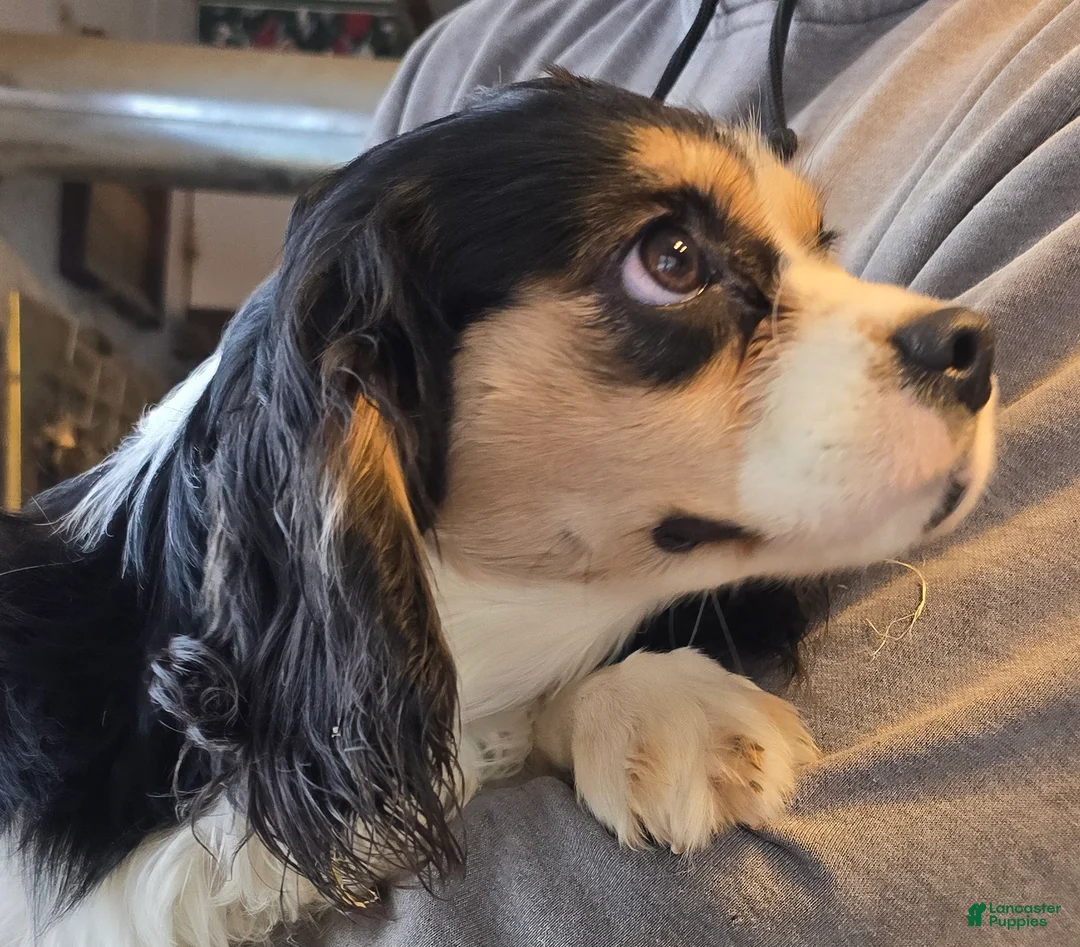 Cavalier King Charles Spaniel dogs for sale: Andy - Ad 4