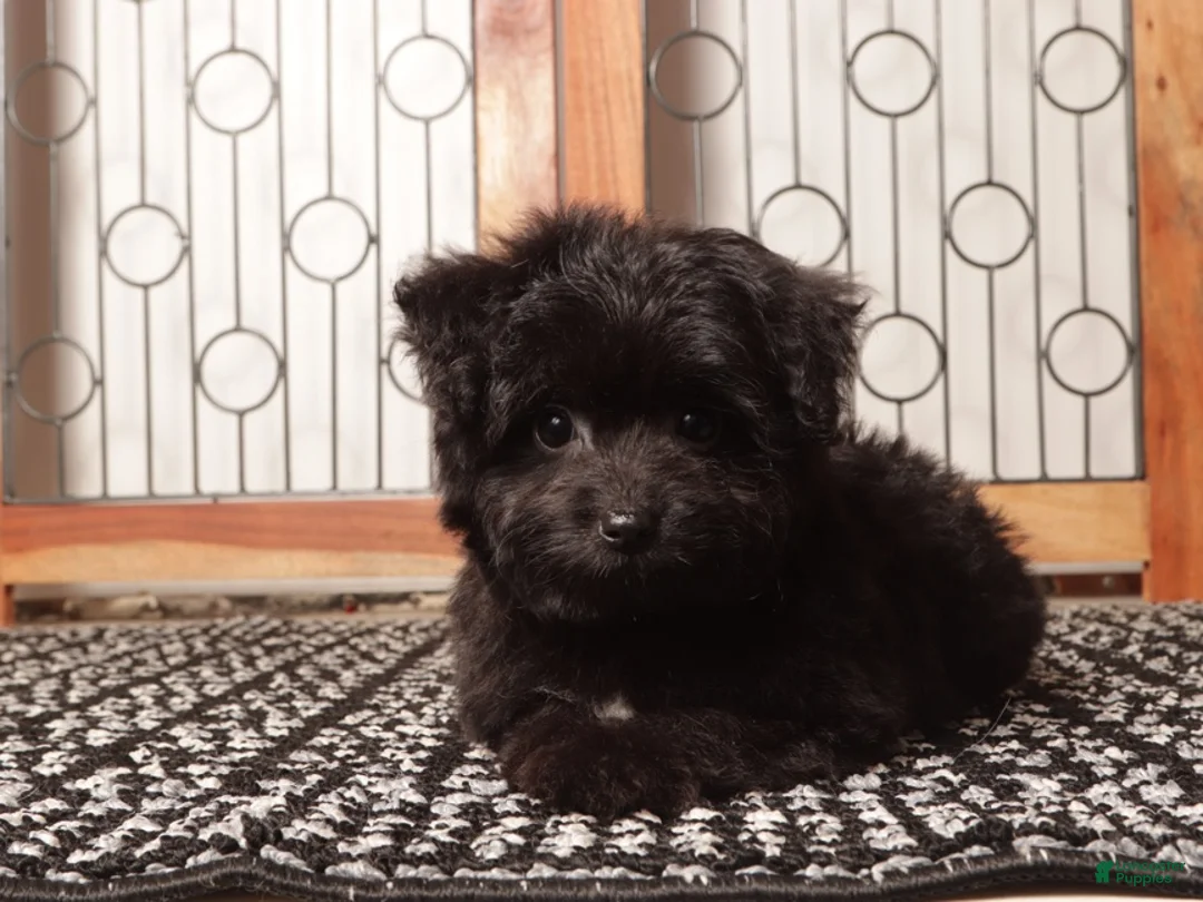 Mixed Breed dogs for sale: Emma Cute Toy Aussie Poo - Ad 4