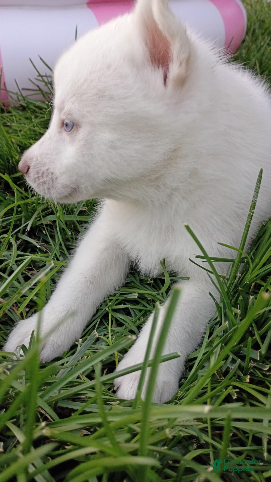 Siberian Husky dogs Male #1 - Ad 2
