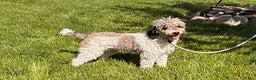 Whoodle dogs for sale: Everly - Ad 5