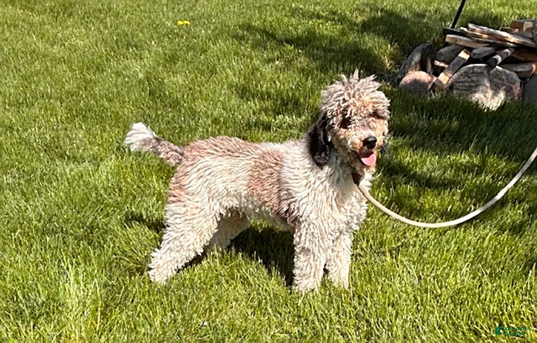 Whoodle dogs for sale: Ember - Ad 7