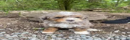 Bernedoodle dogs for sale: Rocky - Ad 3