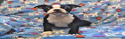 Boston Terrier dogs for sale: Murphy - Ad 1
