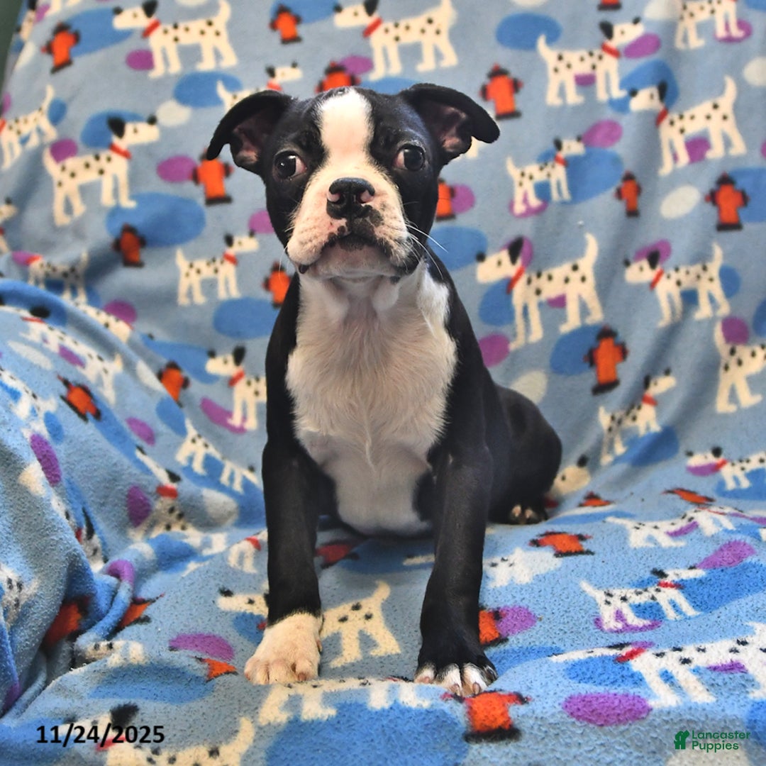 Boston Terrier dogs for sale: Murphy - Ad 1