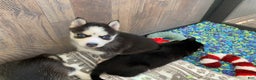 Pomsky dogs for sale: Spice  - Ad 4