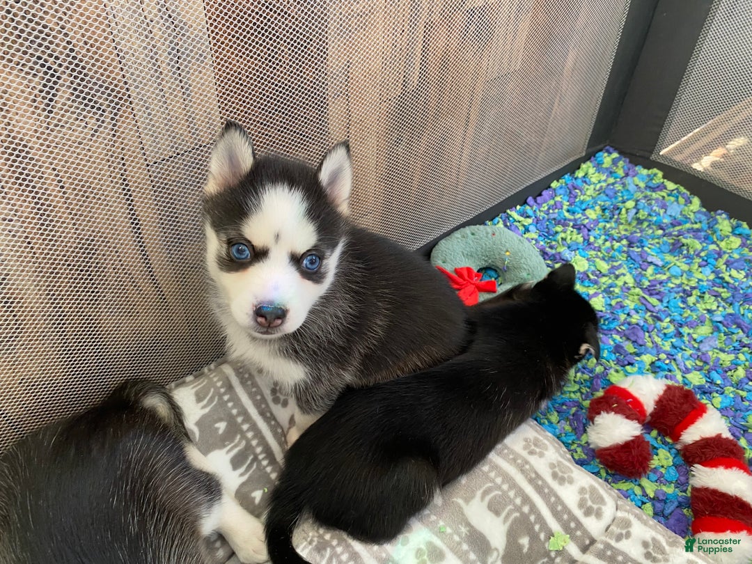 Pomsky dogs for sale: Spice  - Ad 4