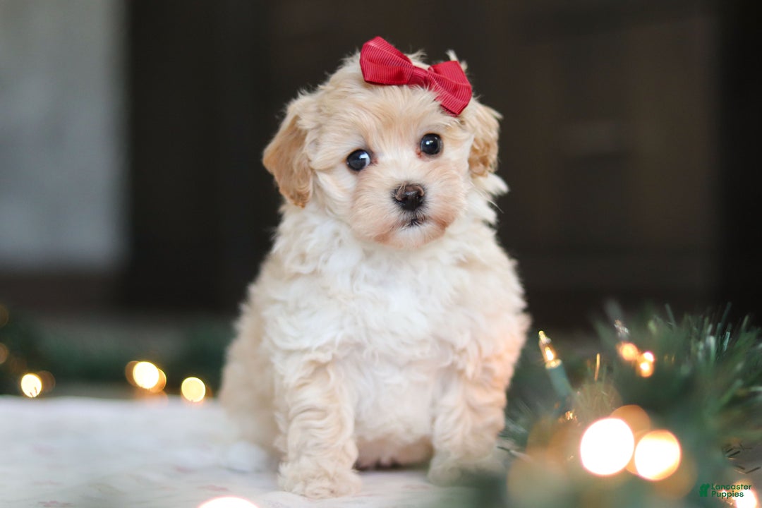 Havapoo dogs for sale: Sage - Ad 1