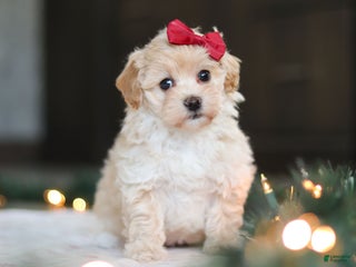 Havapoo dogs Sage - Ad 13