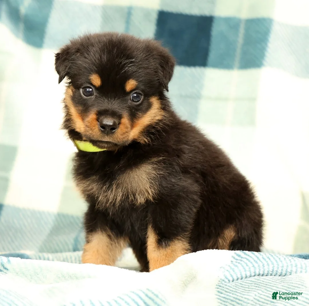 Rottweiler dogs for sale: Rascal - Ad 2