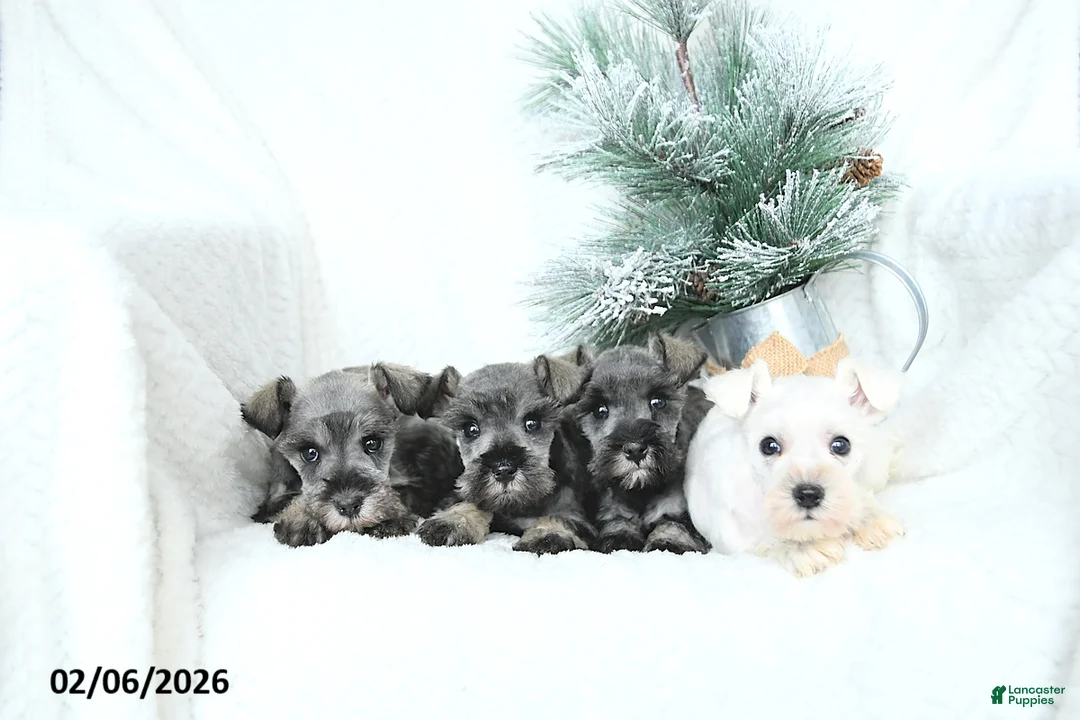 Miniature Schnauzer dogs for sale: Myla - Ad 3