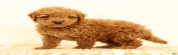 Mini Goldendoodle dogs for sale: Logan - Ad 9