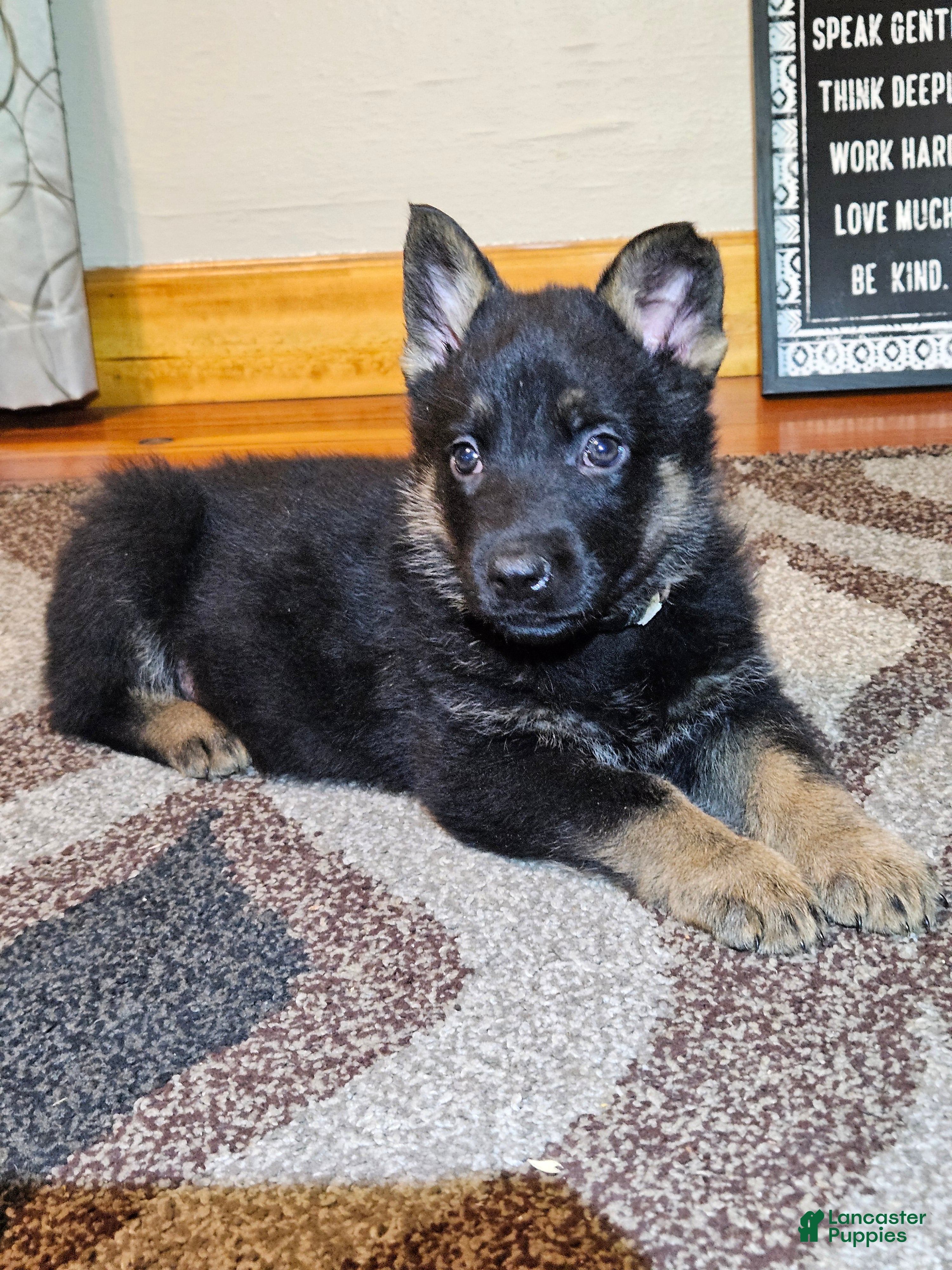 German Shepherd dogs German Shepherd Puppy 4 - Ad 1