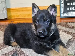 German Shepherd dogs for sale: German Shepherd Puppy 4 - Ad 1