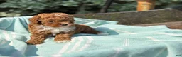 Toy Poodle dogs for sale: Peanut - Ad 9