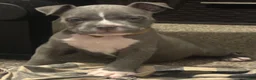 American Bully dogs for sale: American Bully 5 - Ad 4