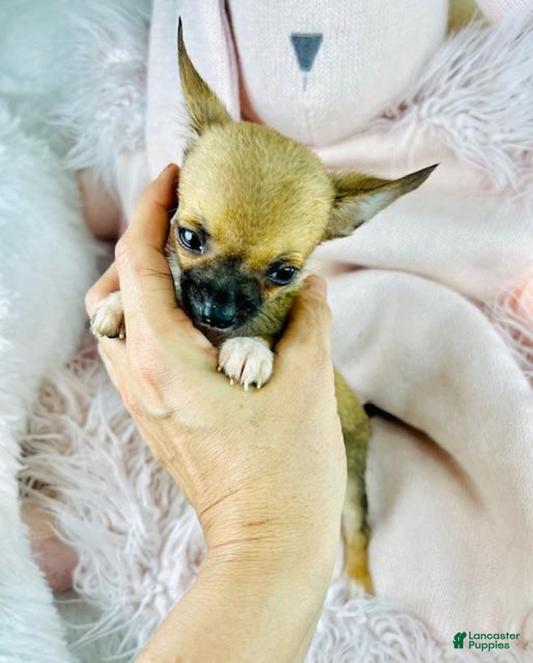 Chihuahua dogs for sale: Teacup/pocketbook Chihuahua Puppy  - Ad 3
