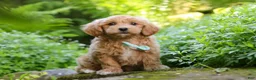 Maltipoo dogs for sale: Christopher - Ad 4