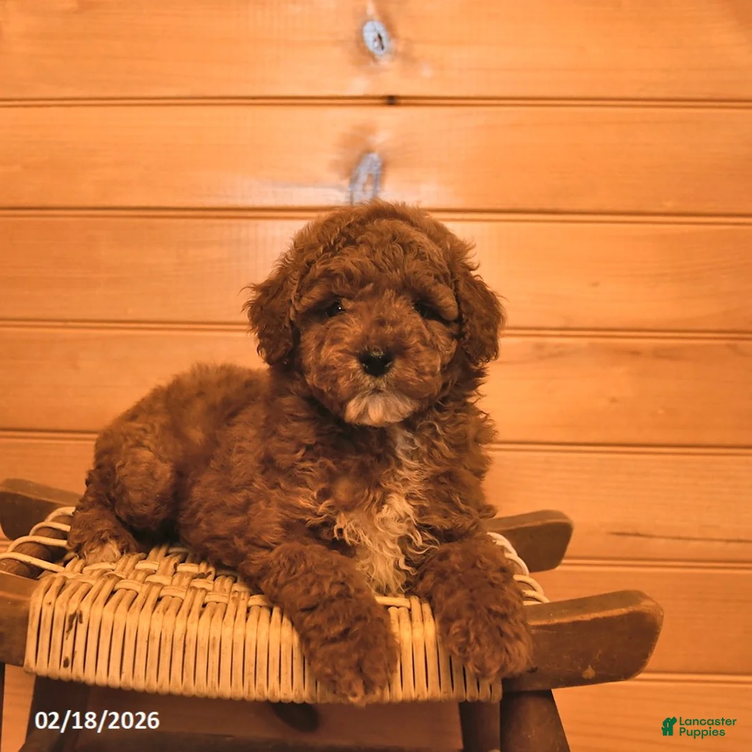 Mini Goldendoodle dogs for sale: Ranger  - Ad 3