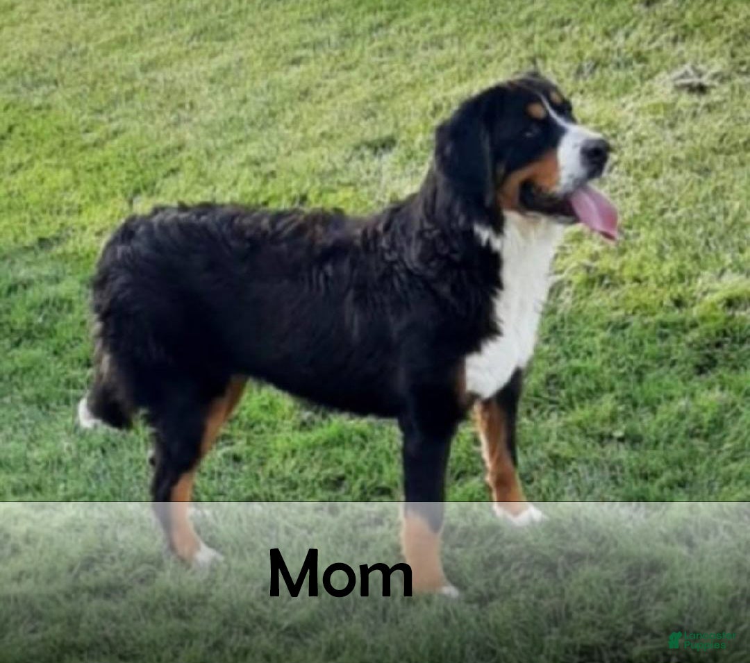 Mini Bernedoodle dogs for sale: Ryder - Ad 9