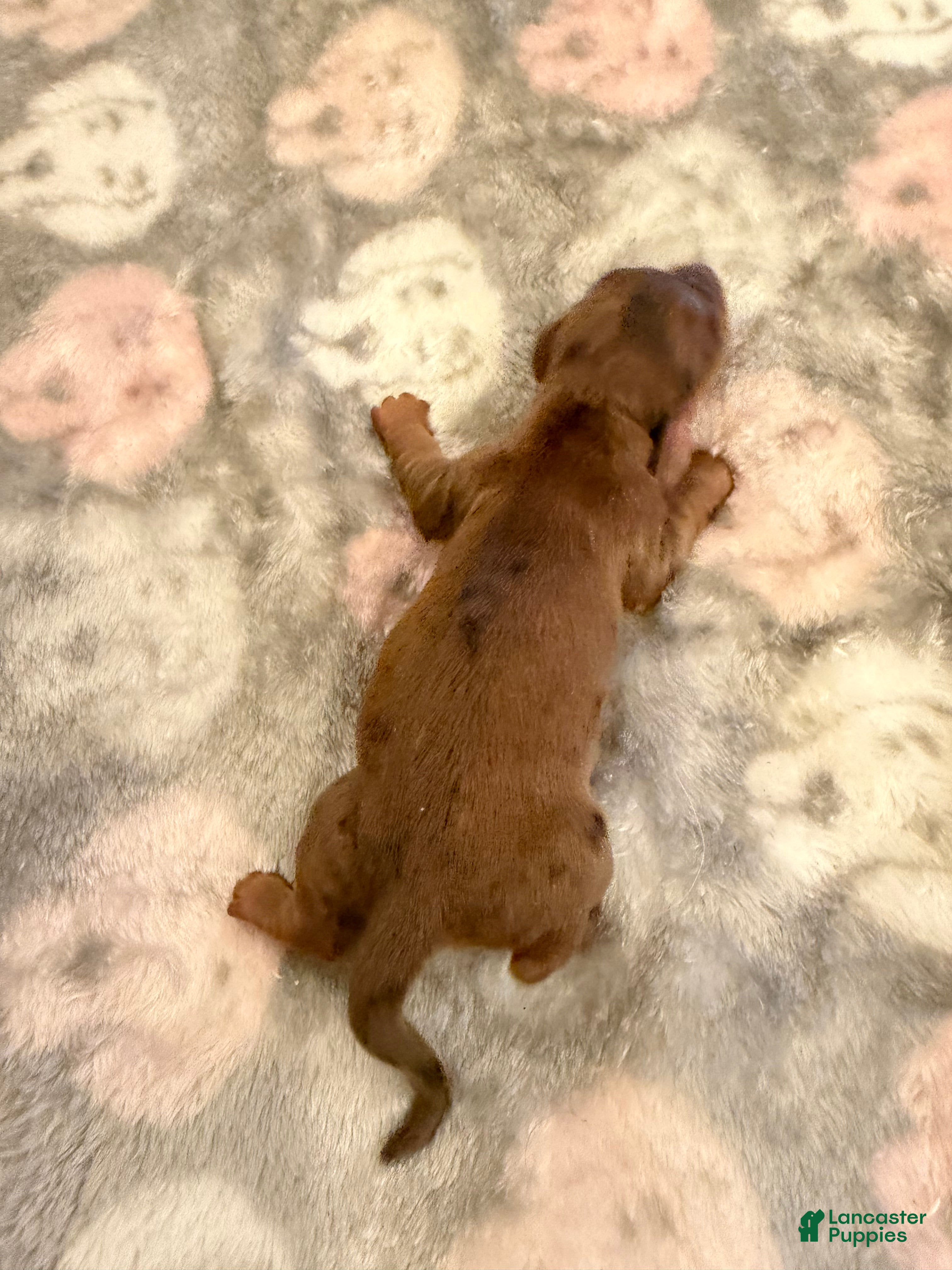 Miniature Dachshund dogs Red dapple girl - Ad 8