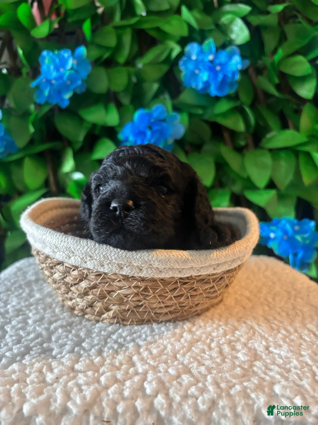 Mini Goldendoodle dogs for sale: Mini Poodle Mix Puppy  - Ad 1