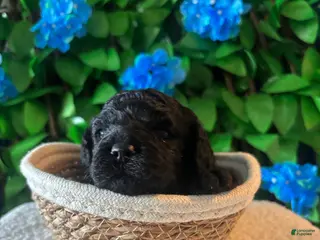 Mini Goldendoodle dogs for sale: Mini Poodle Mix Puppy - Ad 2