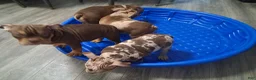 American Bully dogs for sale: American Bully Puppy 1 - Ad 4
