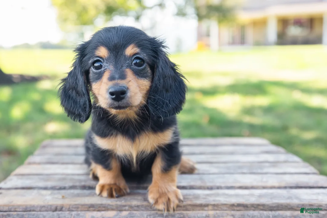 Miniature Dachshund dogs for sale: Diva - Ad 1