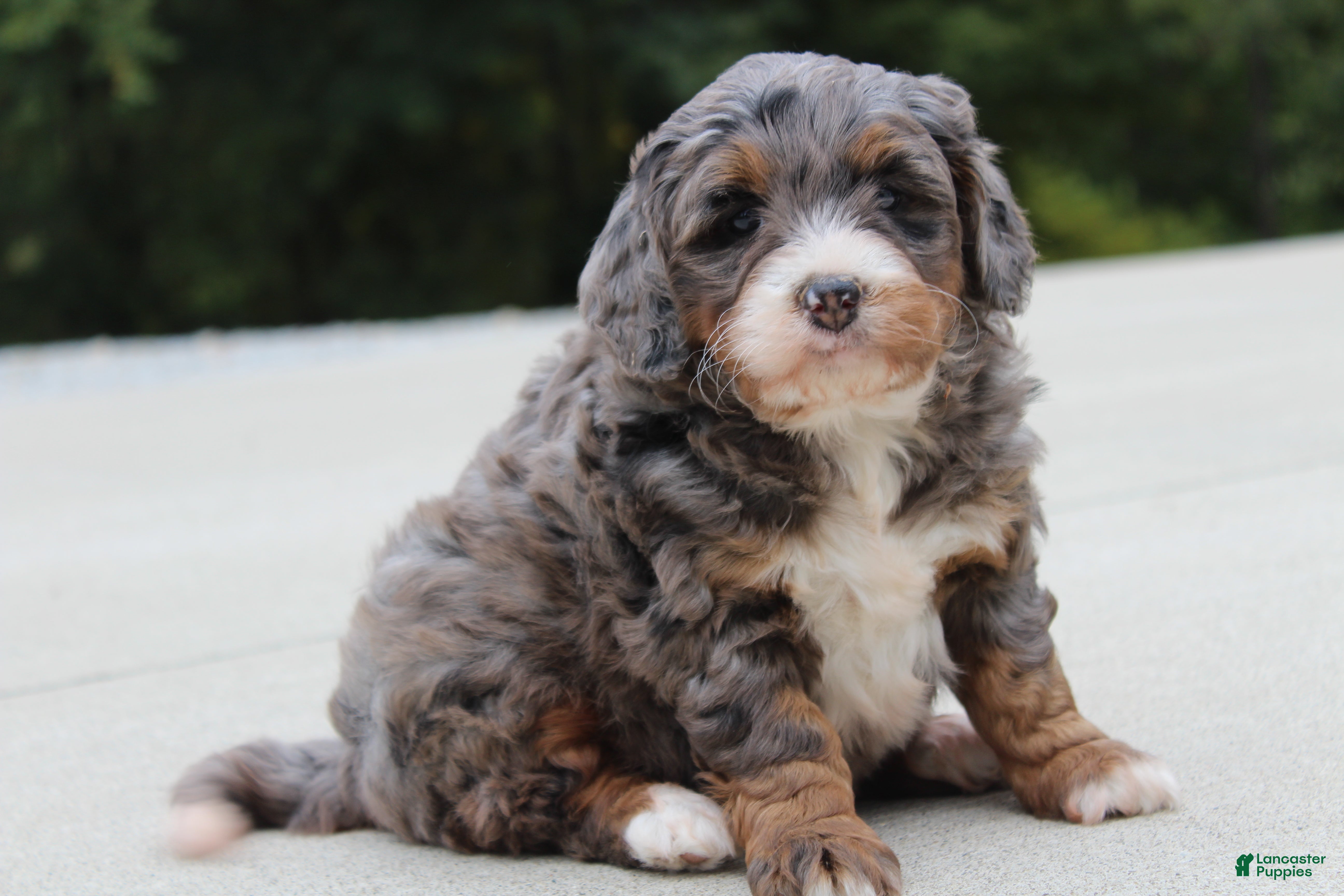 Mini Bernedoodle dogs for sale: Autumn  - Ad 1