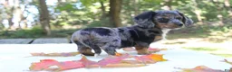 Miniature Dachshund dogs for sale: Sonny - Ad 6