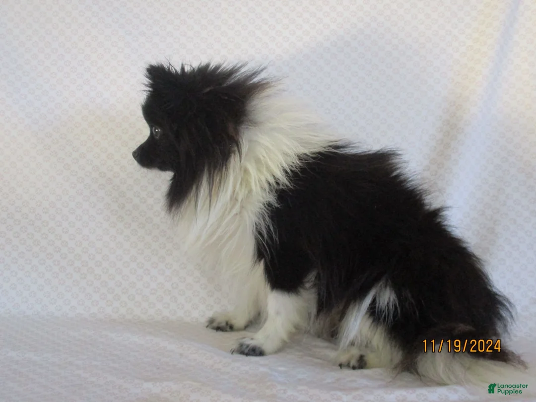 Pomeranian dogs for sale: Tiny - Ad 5